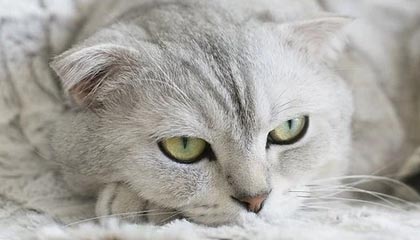 每日吃瓜在线观看